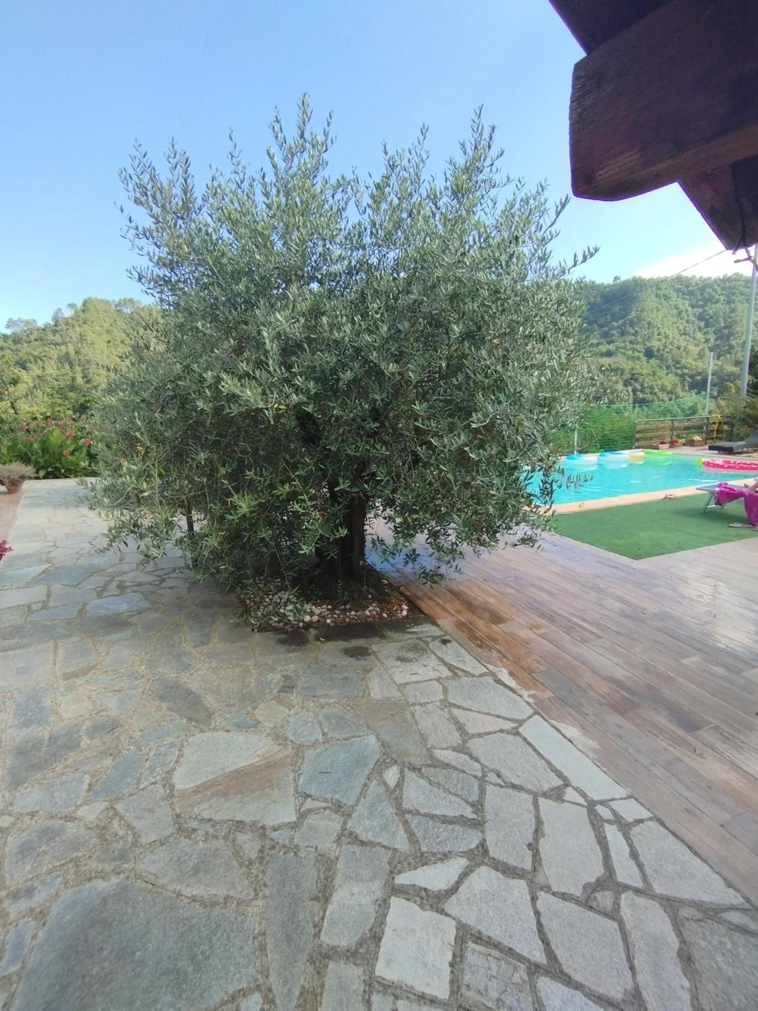 Villa Degli Ulivi Tivegna Bagian luar foto
